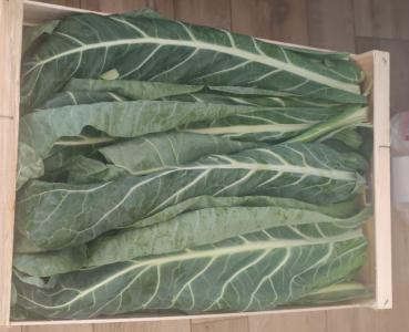 Blumenkohlblätter  1kg