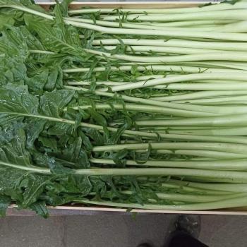 Catalogna 1 kg