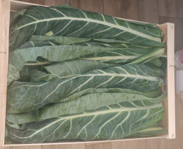 Blumenkohlblätter  1kg