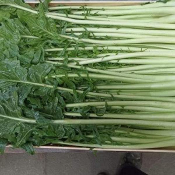Catalogna 1 kg
