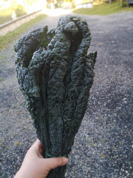 Palmkohl (Schwarzkohl)