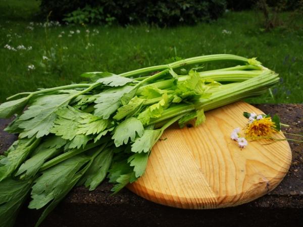 Staudensellerie  1 kg Festpreis